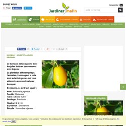 Kumquat : entretien, rempotage, arrosage