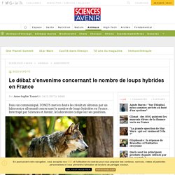 Le débat s'envenime concernant le nombre de loups hybrides en France