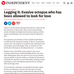 Evasive octopus who has been allowed to look for love