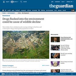Drugs flushed into the environment could be cause of wildlife decline