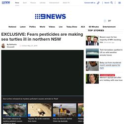 Environmental issues NSW: Fears pesticides are making sea Turtles ill - Coffs Harbour news