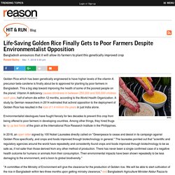 Life-Saving Golden Rice Finally Gets to Poor Farmers Despite Environmentalist Opposition