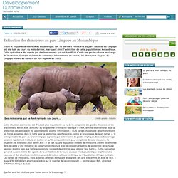 Extinction des rhinocéros au parc Limpopo au Mozambique