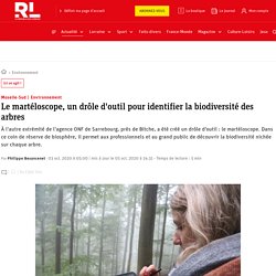 Environnement. Le martéloscope, un drôle d'outil pour identifier la biodiversité des arbres