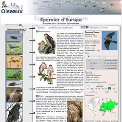 Épervier d'Europe - Accipiter nisus