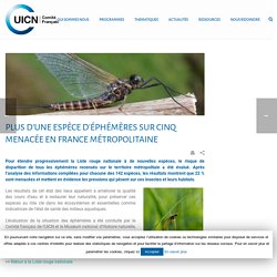 Liste rouge France : Plus d’une espèce d’éphémères sur cinq menacée en France métropolitaine - UICN France