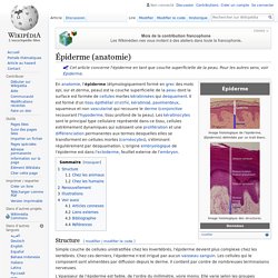 Épiderme (anatomie)