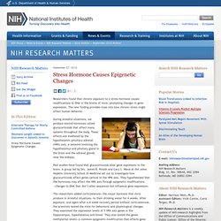 Stress Hormone Causes Epigenetic Changes - NIH Research Matters