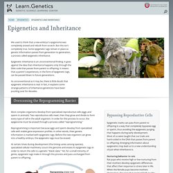 Epigenetics and Inheritance