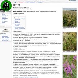 Epilobe - Survival Wiki