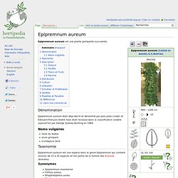 Epipremnum aureum - Hortipedia