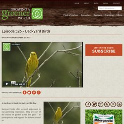 Episode 526 - Backyard Birds
