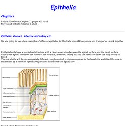 Epithelia