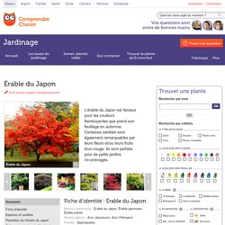 Érable du Japon : planter et tailler les érables du Japon