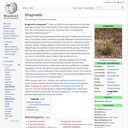 Eragrostis