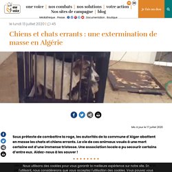 ONE VOICE 13/07/20 Chiens et chats errants : une extermination de masse en Algérie