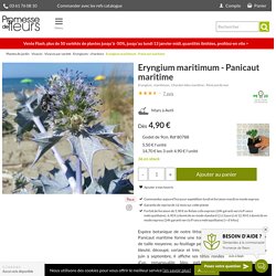 Eryngium maritimum - Panicaut maritime, espèce botanique de bord de mer