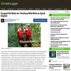 Escaped Pet Birds Are Teaching Wild Birds to Speak English