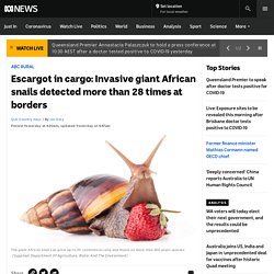 Escargot in cargo: Invasive giant African snails detected more than 28 times at borders