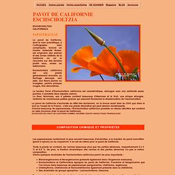 Pavot de Californie, Eschscholtzia californica, utilisation en médecine, phytothérapie, plante medicinale, sedatif, anxiolytique