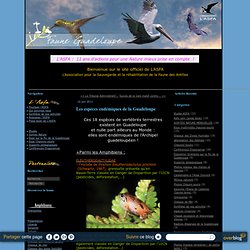 Les espèces endémiques de la Guadeloupe - Faune-Guadeloupe - L'ASFA -
