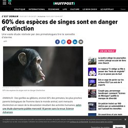 60% des espèces de singes sont en danger d'extinction