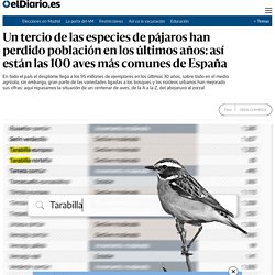 Un tercio de las especies de pájaros han perdido población en los últimos años: así están las 100 aves más comunes de España
