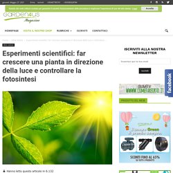 Esperimenti scientifici: far crescere una pianta in direzione della luce e controllare la fotosintesi