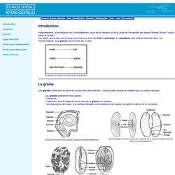 Notions essentielles de botanique générale : graines et fruits