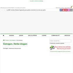 Estragon, Artemisia dracunculus