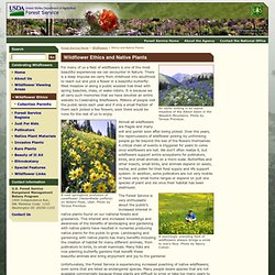 Celebrating Wildflowers - Ethics and Native Plants