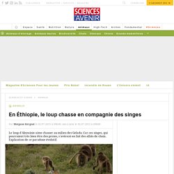 En Éthiopie, le loup chasse en compagnie des singes