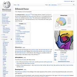 Ethmoid bone