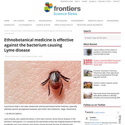 Ethnobotanical medicine is effective against the bacterium causing Lyme disease