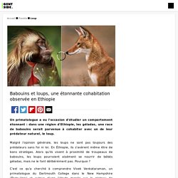 Babouins et loups, une étonnante cohabitation observée en Ethiopie