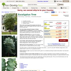 Silver Dollar Eucalyptus Trees & Eucalyptus Plants