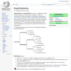 Euphyllophytina