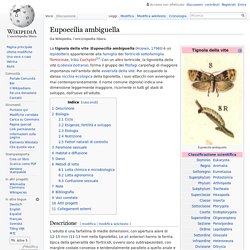 WIKIPEDIA ITALIE - Eupoecilia ambiguella