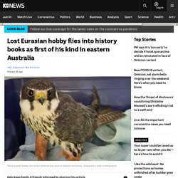 Lost Eurasian hobby flies into history books as first of his kind in eastern Australia