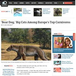 'Bear Dog,' Big Cats Among Europe's Top Carnivores