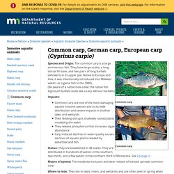 Common carp, German carp, European carp (Cyprinus carpio)