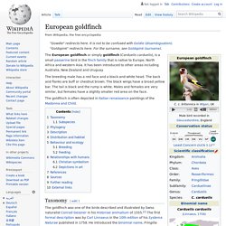 WIKIPEDIA - European goldfinch.