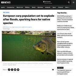 European carp population set to explode after floods, sparking fears for native species
