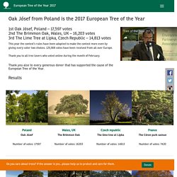 European Tree of the Year: 2nd The Brimmon Oak, Wales