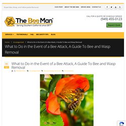 What to Do in the Event of a Bee Attack, A Guide To Bee and Wasp Removal - The Bee Man