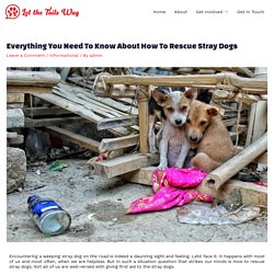 Everything You Need To Know About How To Rescue Stray Dogs