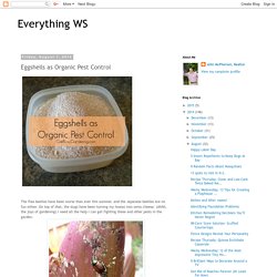 Everything WS: Eggshells as Organic Pest Control