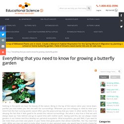Everything that you need to know for growing a butterfly garden