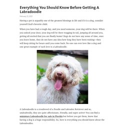 Everything You Should Know Before Getting A Labradoodle