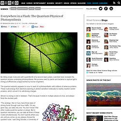 Everywhere in a Flash: The Quantum Physics of Photosynthesis